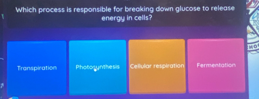 Which process is responsible for breaking down glucose to release
energy in cells?
HO
Transpiration Photosynthesis Cellular respiration Fermentation