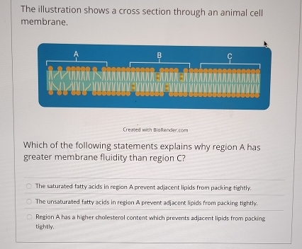 The illustration shows a cross section through an animal cell
membrane.
Created with BioRender com
Which of the following statements explains why region A has
greater membrane fluidity than region C?
The saturated fatty acids in region A prevent adjacent lipids from packing tightly.
The unsaturated fatty acids in region A prevent adjacent lipids from packing tightly.
Region A has a higher cholesterol content which prevents adjacent lipids from packing
tightly.