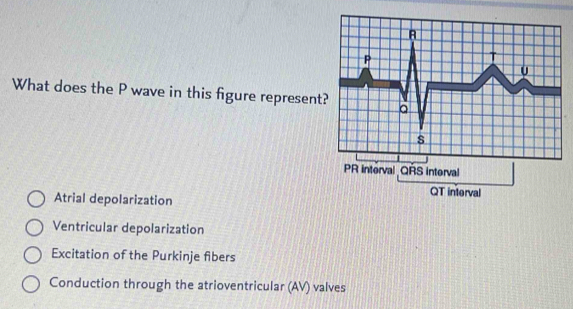 What does the P wave in this figure represent
Atrial depolarization
Ventricular depolarization
Excitation of the Purkinje fibers
Conduction through the atrioventricular (AV) valves