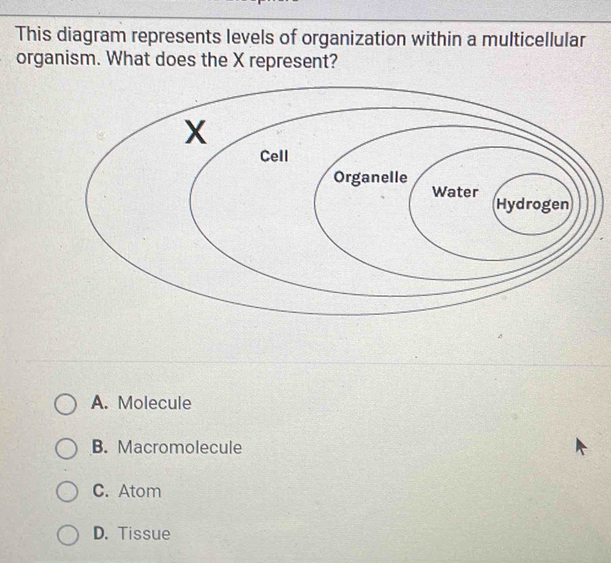 This diagram represents levels of organization within a multicellular
organism. What does the X represent?
A. Molecule
B. Macromolecule
C. Atom
D. Tissue