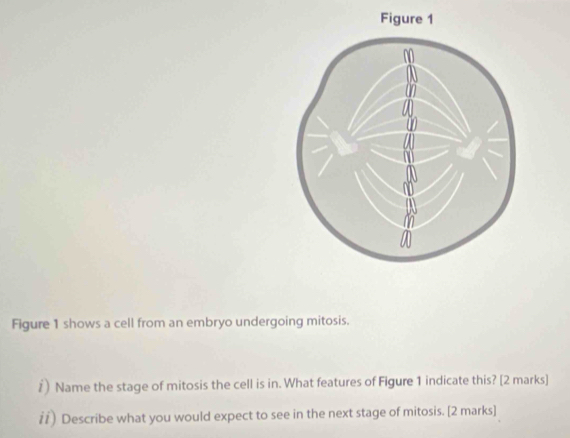 Figure 1 shows a cell from an embryo undergoing mitosis. 
‡) Name the stage of mitosis the cell is in. What features of Figure 1 indicate this? [2 marks] 
i) Describe what you would expect to see in the next stage of mitosis. [2 marks]