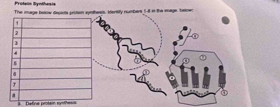 Protein Synthesis 
9. Define protein synthesis