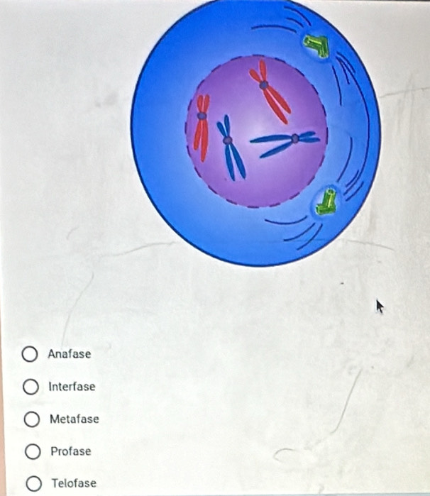 Anafase
Interfase
Metafase
Profase
Telofase