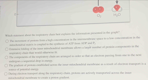 Which statement about the respiratory chain best explains the information presented in the graph?
The movement of protons from a high concentration in the intermembrane space to a low concentration in the
mitochondrial matrix is coupled to the synthesis of ATP from ADP and P_i.
Extensive folding of the inner mitochondrial membrane allows a larger number of protein components in the
respiratory chain than would otherwise fit.
The components of the respiratory chain are arranged in order so that an electron passing from one to the next
undergoes a sequential drop in energy.
The gradient of protons established across the inner mitochondrial membrane as a result of electron transport is a
source of potential energy.
During electron transport along the respiratory chain, protons are actively transported across the inner
mitochondrial membrane to create a proton gradient.