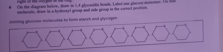 right of the oxygen in the ring. 
4 On the diagram below, draw in 1,4 glycosidic bonds. Label one glucose monomer. On that 
molecule, draw in a hydroxyl group and side group in the correct position. 
Joining glucose molecules to form starch and glycogen
- 0 0 -0 -0. -0