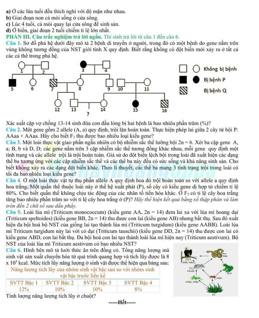a) Ở các lứa tuổi đều thích nghi với độ mặn như nhau.
b) Giai đoạn non cá mòi sống ở cửa sông.
c) Lúc 4 tuổi, cá mòi quay lại cửa sông để sinh sản.
d) Ở biển, giai đoạn 2 tuổi chiếm ti lệ lớn nhất.
PHẢN III. Câu trắc nghiệm trả lời ngắn. Thí sinh trả lời từ câu 1 đền câu 6.
Câu 1. Sơ đồ phả hệ dưới đây mô tả 2 bệnh di truyền ở người, trong đó có một bệnh do gene nằm trên
vùng không tương đồng của NST giới tính X quy định. Biết rằng không có đột biển mới xảy ra ở tất cả
các cá thể trong phả hệ.
Xác suất cặp vợ chồng 13-14 sinh đứa con đầu lòng bị hai bệnh là bao nhiêu phần trăm (%)?
Câu 2. Một gene gồm 2 allele (A,a) quy định, trội lặn hoàn toàn. Thực hiện phép lai giữa 2 cây tứ bội P:
AAaa × AAaa. Hãy cho biết F_1 thu được bao nhiêu loại kiểu gene?
Câu 3. Một loài thực vật giao phần ngẫu nhiên có bộ nhiễm sắc thể lưỡng bội 2n=6. Xét ba cặp gene A,
a; B, b và D, D; các gene nằm trên 3 cặp nhiễm sắc thể tương đồng khác nhau, mỗi gene quy định một
tính trạng và các allele trội là trội hoàn toàn. Giả sử do đột biển lệch bội trong loài đã xuất hiện các dạng
thể ba tương ứng với các cặp nhiễm sắc thể và các thể ba này đều có sức sống và khả năng sinh sản. Cho
biết không xảy ra các dạng đột biển khác. Theo lí thuyết, các thể ba mang 3 tính trạng trội trong loài có
ối đa bao nhiêu loại kiểu gene?
Câu 4. Ở một loài thực vật tự thụ phần allele A quy định hoa đó trội hoàn toàn so với allele a quy định
hoa trắng. Một quần thể thuộc loài này ở thể hệ xuất phát (P), số cây có kiểu gene dị hợp tử chiếm tị lệ
80%. Cho biết quân thể không chịu tác động của các nhân tổ tiển hóa khác. Ở F_5 có tỉ lệ cây hoa trắng
tăng bao nhiêu phần trăm so với tỉ lệ cây hoa trắng ở (P)? Hãy thể hiện kết quả bằng sổ thập phân và làm
tròn đến 2 chữ số sau dầu phây.
Câu 5. Loài lúa mì (Triticum monococcum) (kiểu gene AA, 2n=14) đem lai xa với lúa mì hoang dại
(Triticum speltoides) (kiểu gene BB, 2n=14) thu được con lai (kiểu gene AB) nhưng bất thụ. Sau đó xuất
hiện đa bội hoá bộ NST của giống lai tạo thành lúa mì (Triticum turgidum) (kiểu gene AABB). Loài lúa
mì Triticum turgidum này lai với cỏ dại (Triticum tauschii) (kiêu gene DD, 2n=14) thu được con lai có
kiểu gene ABD, con lai bất thụ. Đa bội hoá con lai tạo thành loài lúa mì hiện nay (Triticum aestivum). Bộ
NST của loài lúa mì Triticum aestivum có bao nhiêu NST?
Câu 6. Hình bên mô tả lưới thức ăn trên đồng cỏ. Tổng năng lượng mà
sinh vật sản xuất chuyển hóa từ quá trình quang hợp và tích lũy được là 8
* 10^5kcal l. Mức tích lũy năng lượng ở sinh vật được thể hiện qua bảng sau:
Năng lượng tích lũy của nhóm sinh vật bậc sau so với nhóm sinh
vật bậc trước liền kể
SVTT Bậc 1 SVTT Bậc 2 SVTT Bậc 3 SVTT Bậc 4 
12% 10% 10% 8%
Tính lượng năng lượng tích lũy ở chuột?
-Hết