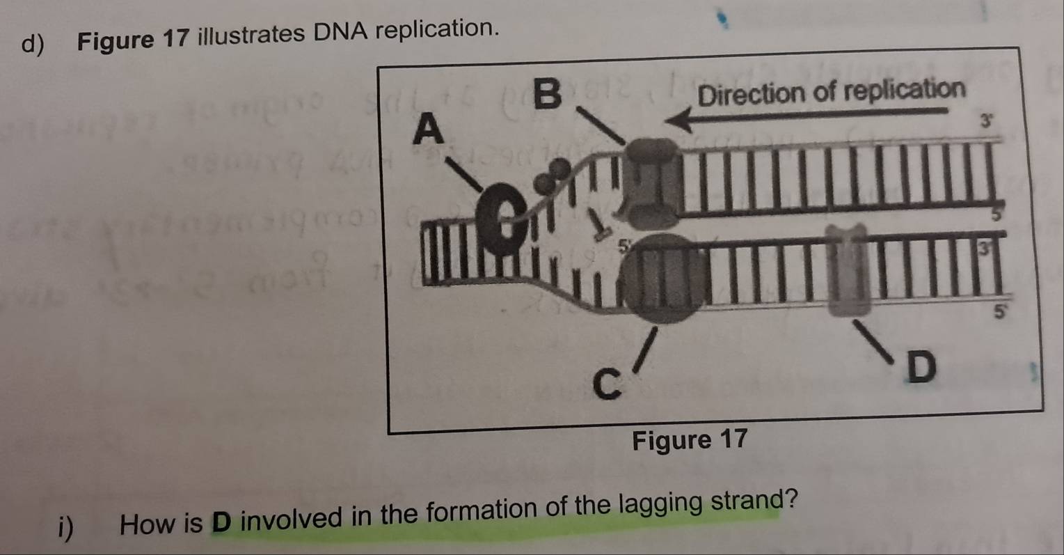 Figure 17 illustrates DNA replication. 
i) How is D involved in the formation of the lagging strand?