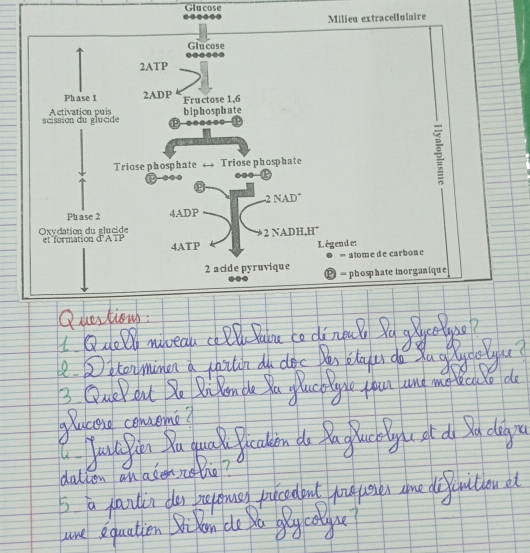 Glucose 
acellulaire