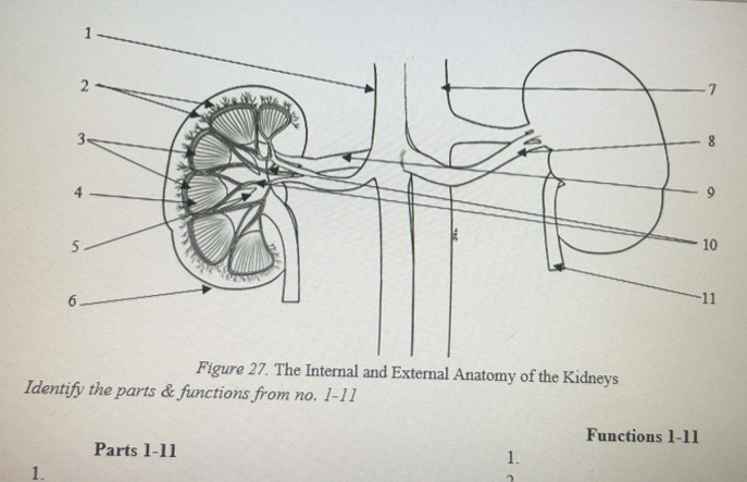 Solved: Figure 27. The Internal and External Anatomy of the Kidneys ...