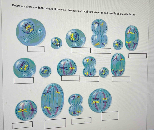 Solved: Below are drawings in the stages of meiosis.. Number and label ...
