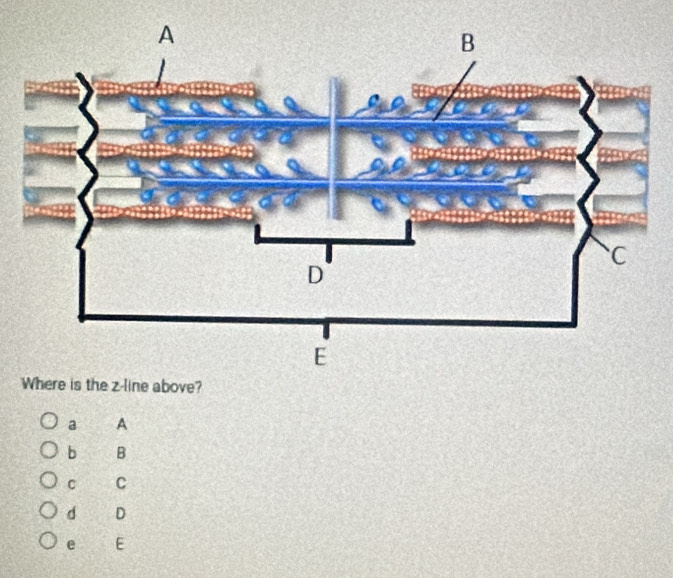 ne above?
a A
b B
C C
d D
e E