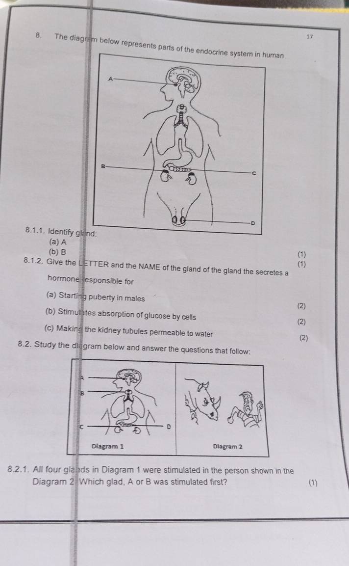 17 
8. The diagram below represents parts of the endocrine system in human 
8.1.1. Identify gla 
(a)A 
(b) B 
(1) 
(1) 
8.1.2. Give the LETTER and the NAME of the gland of the gland the secretes a 
hormone responsible for 
(a) Starting puberty in males 
(2) 
(b) Stimulates absorption of glucose by cells 
(2) 
(c) Making the kidney tubules permeable to water (2) 
8.2. Study the dirgram below and answer the questions that follow: 
8.2.1. All four glands in Diagram 1 were stimulated in the person shown in the 
Diagram 2 Which glad, A or B was stimulated first? (1)