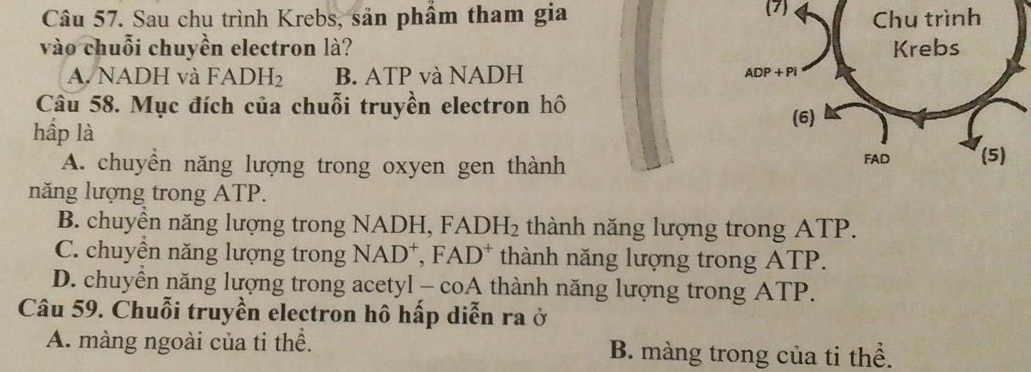 (7)
Câu 57. Sau chu trình Krebs, sản phẩm tham gia 
vào chuỗi chuyền electron là?
A. NADH và FADH_2 B. ATP và NADH 
Câu 58. Mục đích của chuỗi truyền electron hô
hấp là
A. chuyền năng lượng trong oxyen gen thành 
năng lượng trong ATP.
B. chuyền năng lượng trong NADH, FA DH_2 thành năng lượng trong ATP.
C. chuyền năng lượng trong NAD^+, FAD^+ thành năng lượng trong ATP.
D. chuyên năng lượng trong acetyl -coA thành năng lượng trong ATP.
Câu 59. Chuỗi truyền electron hô hấp diễn ra ở
A. màng ngoài của tỉ thể. B. màng trong của ti thể.