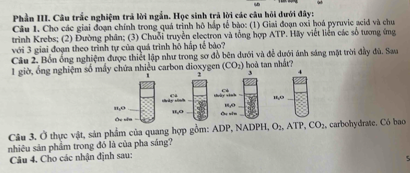 Tan động (e)
Phần III. Câu trắc nghiệm trã lời ngắn. Học sinh trã lời các câu hỏi dưới đây:
Câu 1. Cho các giai đoạn chính trong quá trình hô hấp tế bào: (1) Giai đoạn oxỉ hoá pyruvic acid và chu
trình Krebs; (2) Đường phân; (3) Chuỗi truyền electron và tổng hợp ATP. Hãy viết liền các số tương ứng
với 3 giai đoạn theo trình tự của quá trình hô hấp tế bào?
Câu 2. Bốn ống nghiệm được thiết lập như trong sơ đồ bên dưới và để dưới ánh sáng mặt trời đầy đủ. Sau
1 giờ, ổng nghiệm số mấy chứa nhiều carbon dioxygen (CO_2) hoà tan nhất?
2
Cô
thủy sinh 
H,O 
Câu 3. Ở thực vật, sản phẩm của quang hợp gồm: ADP, NADPH, O_2 ATP, CO_2 , carbohydrate. Có bao
nhiêu sản phẩm trong đó là của pha sáng?
Câu 4. Cho các nhận định sau:
5