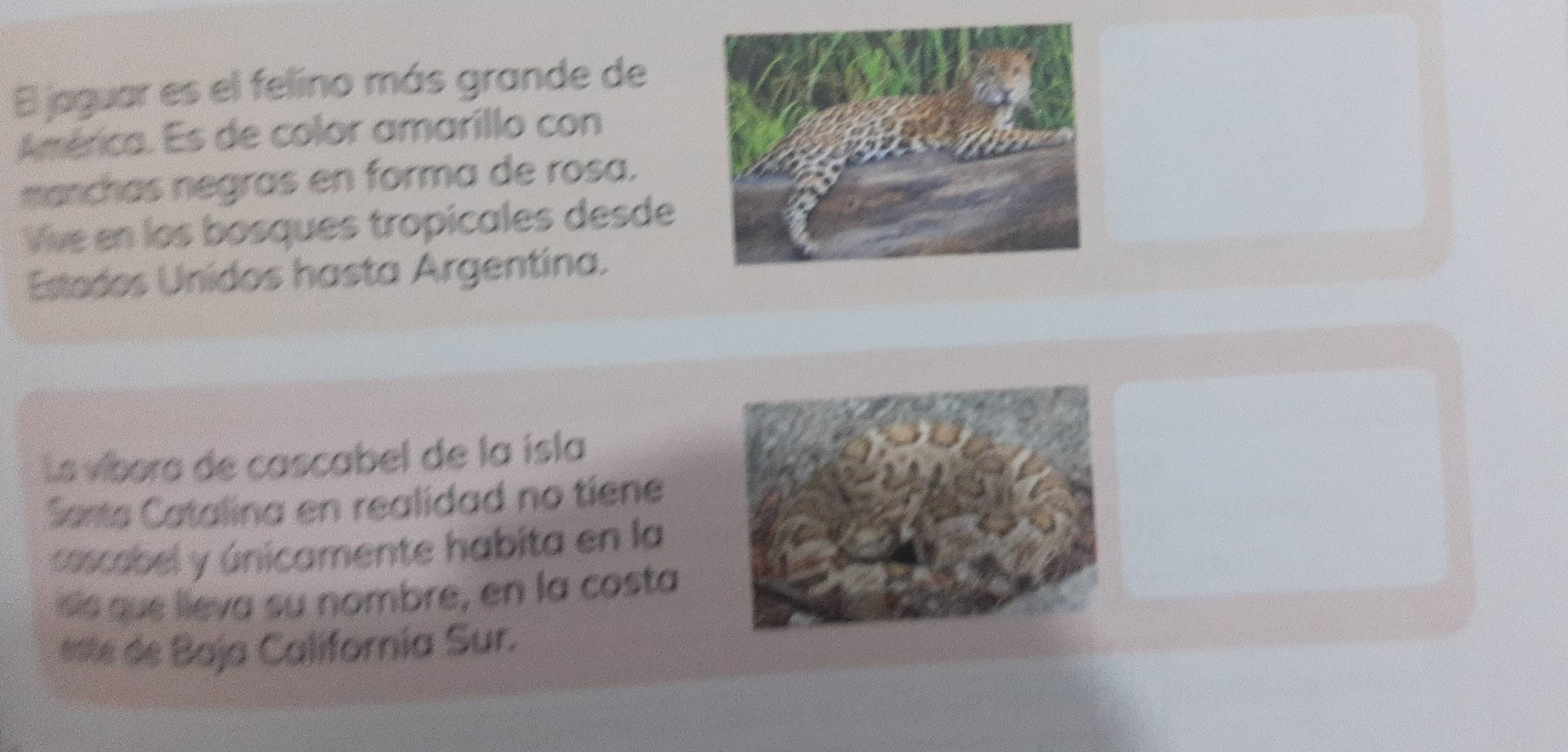 El jaguar es el felino más grande de 
Américo. Es de color amarillo con 
manchas negras en forma de rosa. 
Vive en los bosques tropicales desde 
Estados Unidos hasta Argentina. 
Le víbora de cascabel de la isla 
Sents Catalina en realidad no tiene 
cascabel y únicamente habita en la 
ss u leva su nombre, en la costa 
este de Baja Californía Sur.