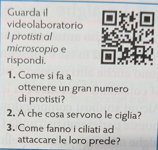 Guarda il 
videolaboratorio 
l protisti al 
microscopio e 
rispondi. 
1. Come si fa a 
ottenere un gran numero 
di protisti? 
2. A che cosa servono le ciglia? 
3. Come fanno i ciliati ad 
attaccare le loro prede?