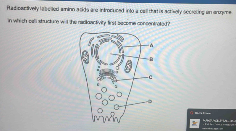 Radioactively labelled amino acids are introduced into a cell that is actively secreting an enzyme. 
In which cell structure will the radioactivity first become concentrated? 
Opera Browser 
MAHSA VOLLEYBALL 2024 
~ Kai Ken: Voice message ( 
web.whatsapp.com