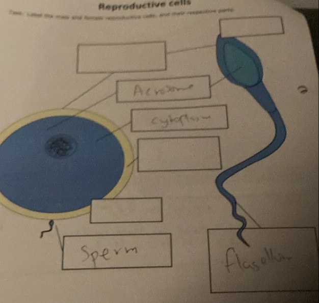 Reproductive cells 
, and taie respastoe perts