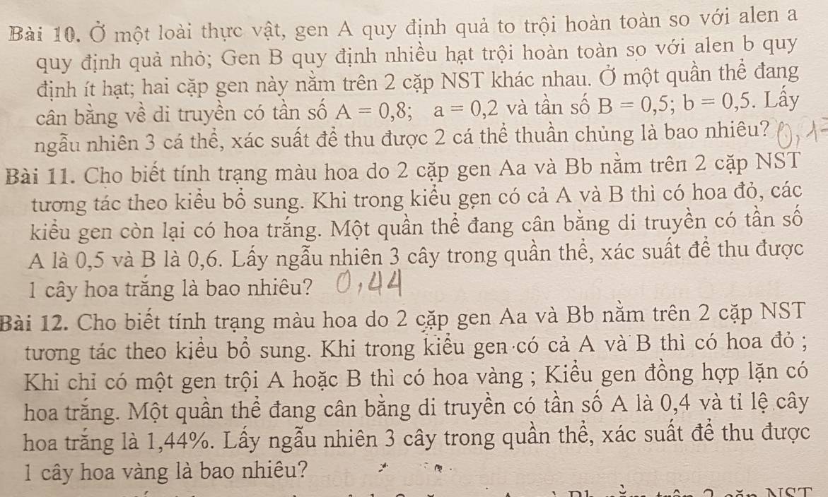 Ở một loài thực vật, gen A quy định quả to trội hoàn toàn so với alen a 
quy định quả nhỏ; Gen B quy định nhiều hạt trội hoàn toàn so với alen b quy 
định ít hạt; hai cặp gen này nằm trên 2 cặp NST khác nhau. Ở một quần thể đang 
cân bằng về di truyền có tần số A=0,8; a=0,2 và tần số B=0,5; b=0,5. Lấy 
ngẫu nhiên 3 cá thể, xác suất để thu được 2 cá thể thuần chủng là bao nhiêu? 
Bài 11. Cho biết tính trạng màu hoa do 2 cặp gen Aa và Bb nằm trên 2 cặp NST 
tương tác theo kiểu bổ sung. Khi trong kiểu gẹn có cả A và B thì có hoa đỏ, các 
kiểu gen còn lại có hoa trắng. Một quần thể đang cân bằng di truyền có tần số 
A là 0,5 và B là 0,6. Lấy ngẫu nhiên 3 cây trong quần thể, xác suất để thu được 
1 cây hoa trăng là bao nhiêu? 
Bài 12. Cho biết tính trạng màu hoa do 2 cặp gen Aa và Bb nằm trên 2 cặp NST 
tương tác theo kiểu bổ sung. Khi trong kiểu gen có cả A và B thì có hoa đỏ ; 
Khi chỉ có một gen trội A hoặc B thì có hoa vàng ; Kiểu gen đồng hợp lặn có 
hoa trắng. Một quần thể đang cân bằng di truyền có tần số A là 0,4 và tỉ lệ cây 
hoa trắng là 1,44%. Lấy ngẫu nhiên 3 cây trong quần thể, xác suất để thu được 
1 cây hoa vàng là bao nhiêu?