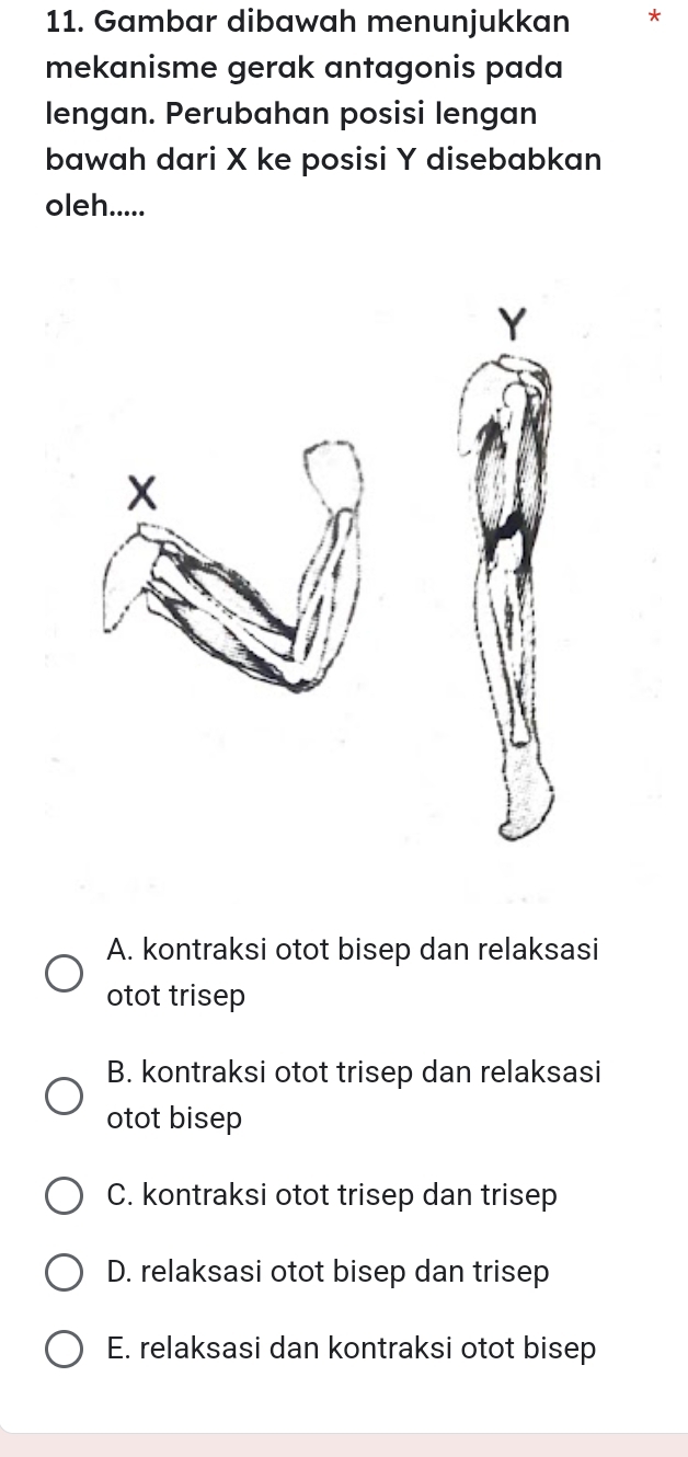 Gambar dibawah menunjukkan *
mekanisme gerak antagonis pada
lengan. Perubahan posisi lengan
bawah dari X ke posisi Y disebabkan
oleh.....
Y
X
A. kontraksi otot bisep dan relaksasi
otot trisep
B. kontraksi otot trisep dan relaksasi
otot bisep
C. kontraksi otot trisep dan trisep
D. relaksasi otot bisep dan trisep
E. relaksasi dan kontraksi otot bisep