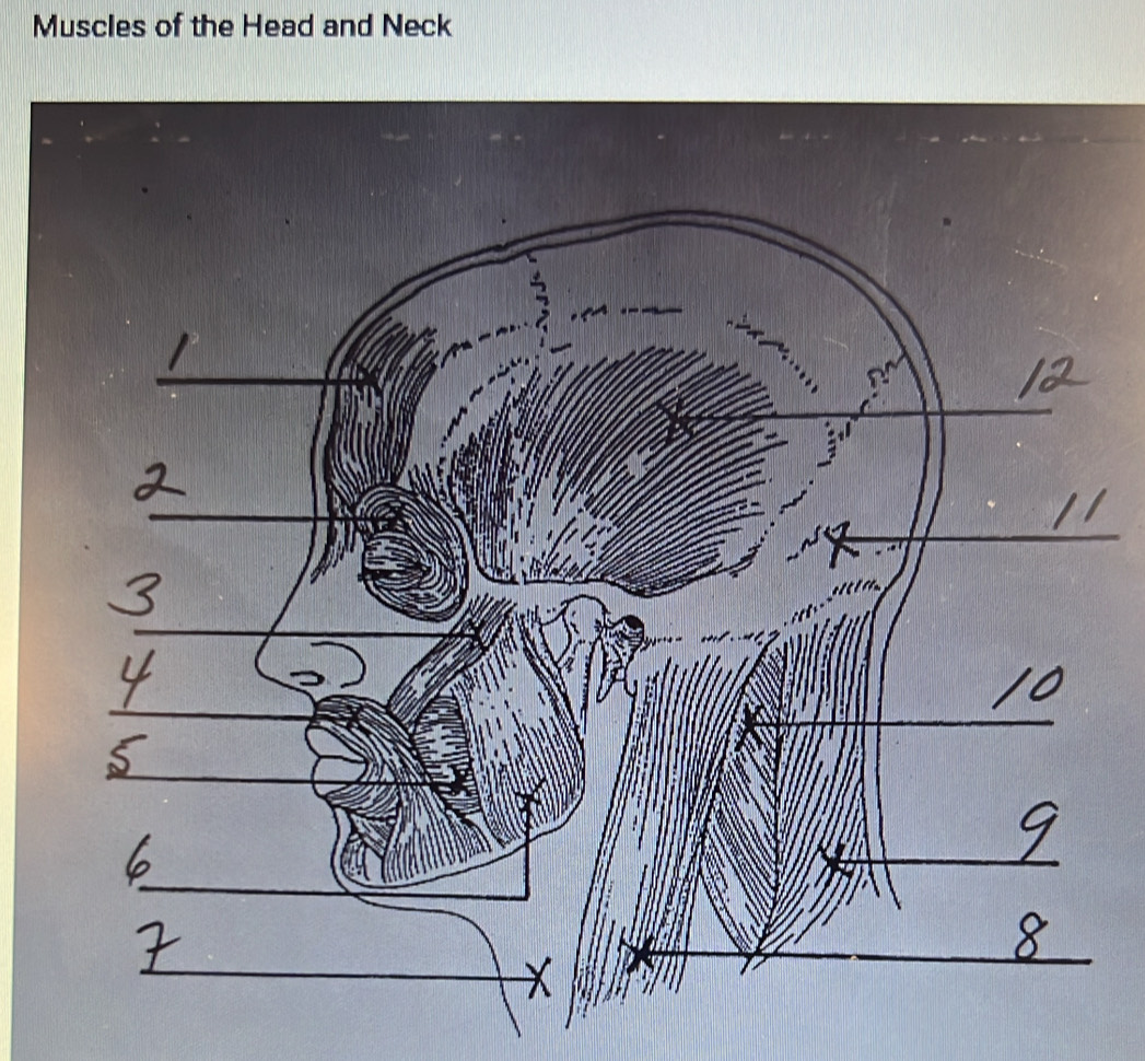 Muscles of the Head and Neck