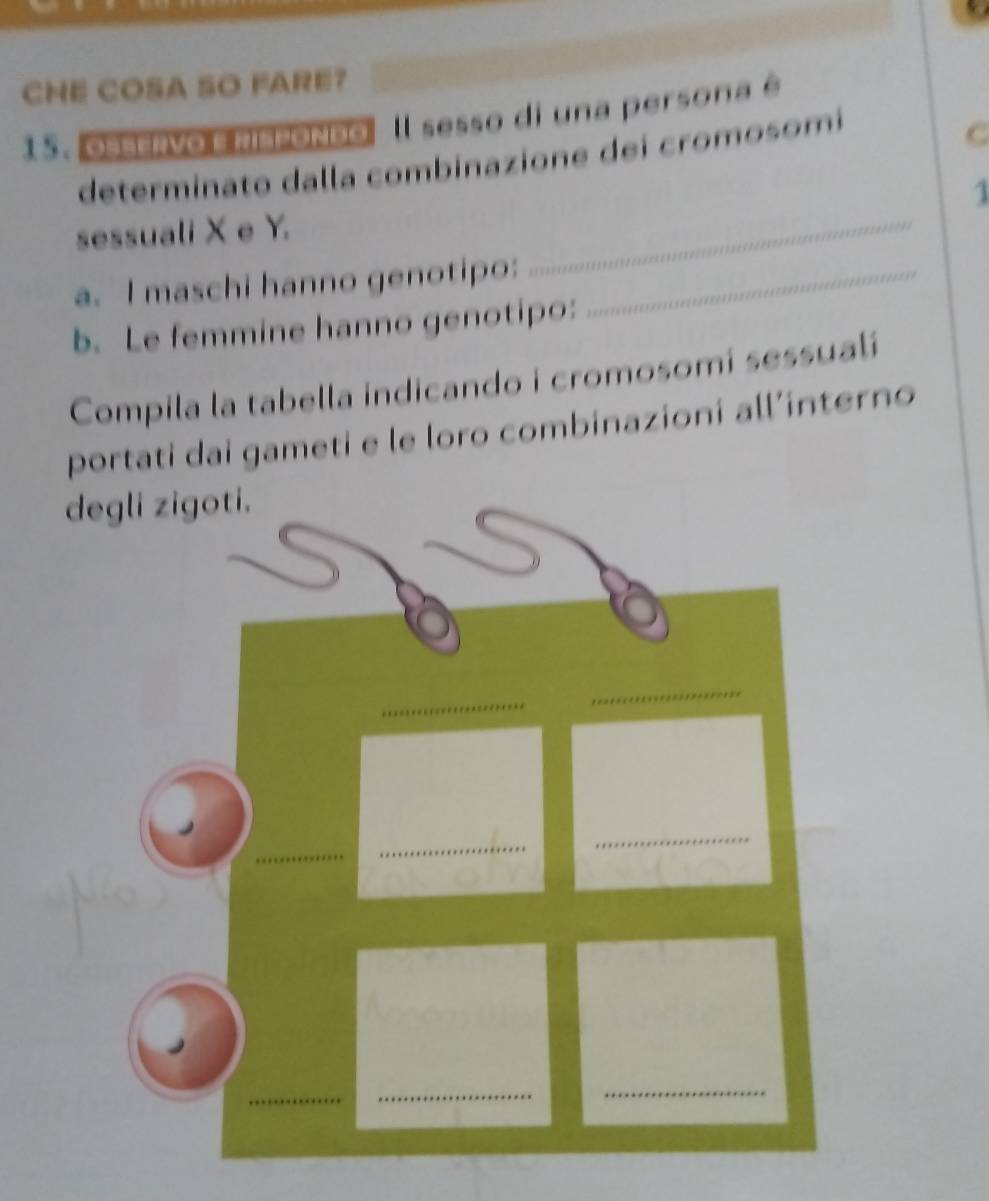 CHE COSA SO FARE? 
1 º . osservo e rispondo Il sesso di una persona é 
determinato dalla combinazione dei cromosomi 
C 
_ 
1 
sessuali X e Y. 
a. I maschi hanno genotipo:_ 
b. Le femmine hanno genotipo: 
Compila la tabella indicando i cromosomí sessualí 
portati dai gameti e le loro combinazioni all’interno 
degli zigoti.