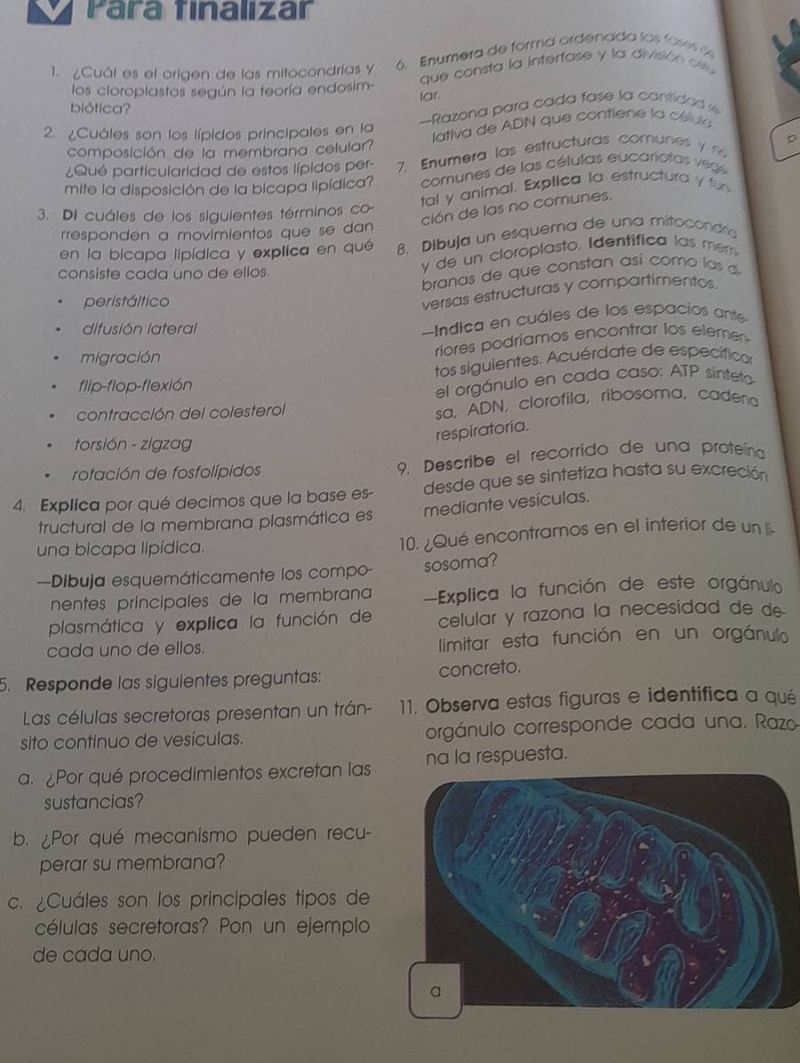 Para finalizar
1. ¿Cuál es el origen de las mitocondrias y  6. Enumera de forma ordenada los fases e
los cloroplastos según la teoría endosim-  que consta la interfase y la división csu 
lat
biótica?
-Razona para cada fase la cantided 
2. ¿Cuáles son los lípidos principales en la
composición de la membrana celular?  Iativa de ADN que contiene la célula
b
¿Qué particularidad de estos lípidos per- 7. Enumera las estructuras comunes y  n
mite la disposición de la bicapa lipídica?  comunes de las células eucarotas v egs
3. Di cuáles de los siguientes términos co tal y animal. Explica la estructura y fun
ción de las no comunes.
rresponden a movimientos que se dan 
en la bicapa lipídica y explica en qué 8. Dibuja un esquema de una mitocondría
branas de que constan así como las d
consiste cada uno de ellos.
y de un cloroplasto. Identífica las mem
peristáltico
versas estructuras y compartimentos.
difusión lateral
Indica en cuáles de los espacios ante
migración
riores podríamos encontrar los elemen
flip-flop-flexión tos siguientes. Acuérdate de específicar
el orgánulo en cada caso: ATP sinteto
contracción del colesterol sa, ADN, clorofila, ribosoma, cadena
torsión - zigzag
respiratoria.
rotación de fosfolípidos 9, Describe el recorrido de una proteína
4. Explica por qué decimos que la base es- desde que se sintetiza hasta su excreción
tructural de la membrana plasmática es mediante vesículas.
una bicapa lipídica. 10. ¿Qué encontramos en el interior de un l
—Dibuja esquemáticamente los compo- sosoma?
nentes principales de la membrana Explica la función de este orgánulo
plasmática y explica la función de celular y razona la necesidad de de-
cada uno de ellos. limitar esta función en un orgánulo
5. Responde las siguientes preguntas: concreto.
Las células secretoras presentan un trán- 11. Observa estas figuras e identifica a qué
sito continuo de vesículas. orgánulo corresponde cada una. Razo
a. Por qué procedimientos excretan las na la respuesta.
sustancias?
b. ¿Por qué mecanismo pueden recu-
perar su membrana?
c. ¿Cuáles son los principales tipos de
células secretoras? Pon un ejemplo
de cada uno.