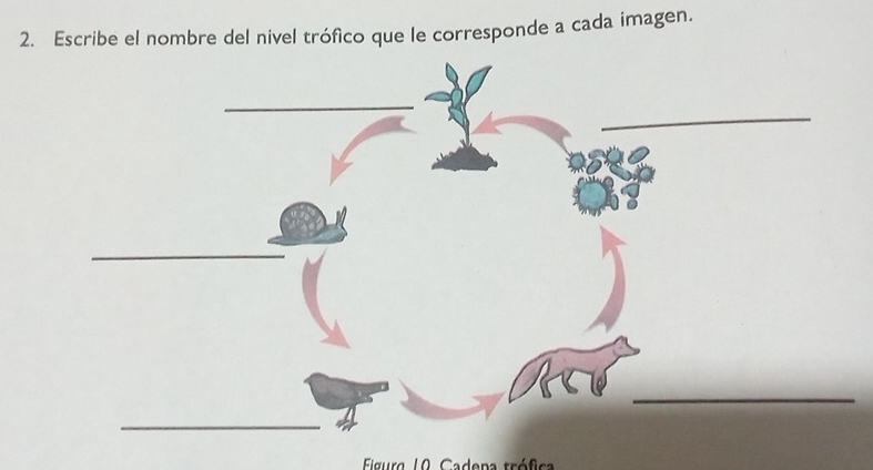 Escribe el nombre del nivel trófico que le corresponde a cada imagen. 
Figurg 10 Cadena trófica