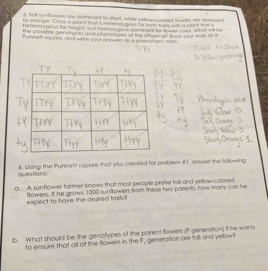 Tall sunflowers are dominant to short, while yellow-colored flowers are dominant 
to orange. Cross a plant that is heterozygous for both traits with a plant that is 
heterozygous for height, but homozygous dominant for tlower color. What will be 
the possible genotypes and phenotypes of the offspring? Show your work as a 
Punnett square and write your answers as a phenotypic ratio. 
6. Using the Punnett square that you created for problem #7, answer the following 
questions: 
a. A sunflower farmer knows that most people prefer tall and yellow-colored 
flowers. If he grows 1000 sunflowers from these two parents, how many can he 
expect to have the desired traits? 
b. What should be the genotypes of the parent flowers (P generation) if he wants 
to ensure that all of the flowers in the F_1 generation are fall and yellow?