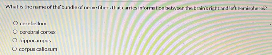 What is the name of the bundle of nerve fibers that carries information between the brain's right and left hemispheres?
cerebellum
cerebral cortex
hippocampus
corpus callosum