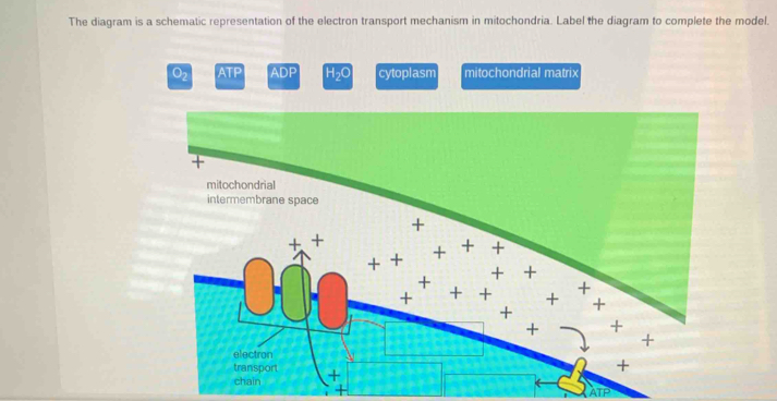 Solved: The diagram is a schematic representation of the electron ...