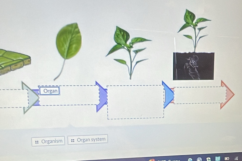 Organism Organ system