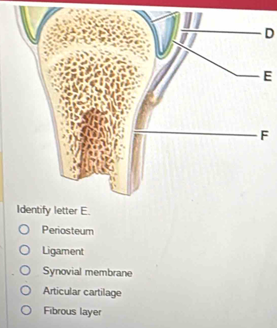 Periosteum
Ligament
Synovial membrane
Articular cartilage
Fibrous layer