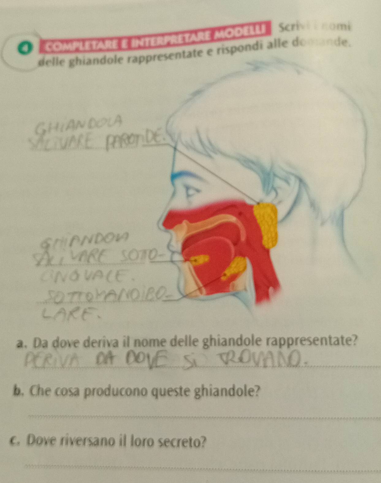 COmPLETARE E InteRPRETArE MODEre Scrivi é nomi 
delle ghiandole rappresentate e rispondi alle domande. 
a. Da dove deriva il nome delle ghiandole rappresentate? 
_ 
b. Che cosa producono queste ghiandole? 
_ 
c. Dove riversano il loro secreto? 
_