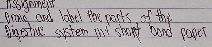 issignment 
Draw and label the parts of the 
Digestive system ini short baad paper