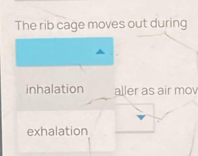 The rib cage moves out during 
inhalation aller as air mov 
exhalation