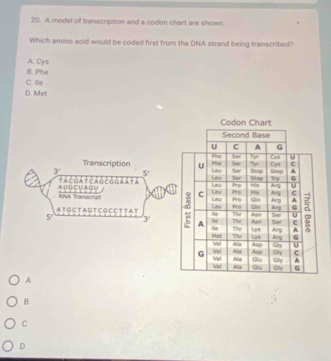 Solved: A model of transcription and a codon chart are shown. Which ...