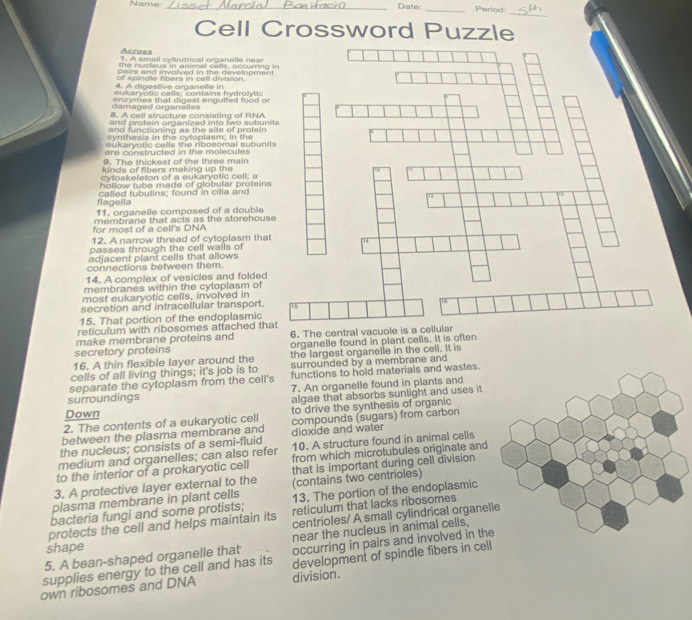 Name: _Date _Perod:
_
Cell Crossword Puzzle
Across
1. A small cylindrical organelle near
the nycleus in animal cells, occuming
oa irs and invalved in the develoomen
4. A digestive organelle in of spindle fibers in cell division.
eukaryotic cells; contains hydrolytic
damaged organelles enzymes that digest engulfed food or
8. A cell structure consisting of RNA
and protein organized into two subun
and functioning as the site of protein
synthesis in the cytoplasm; in the
eukaryotic cells the ribosomal subuni
are constructed in the molecules
9. The thickest of the three main
kinds of fibers making up the
cytoskeleton of a eukaryotic cell; a
hollow tube made of globular proteins
flagella called tubulins; found in cilia and
11. organelle composed of a double
for most of a cell's DNA membrane that acts as the storehous
12. A narrow thread of cytoplasm that
passes through the cell walls of
adjacent plant cells that allows
connections between them.
14. A complex of vesicles and folded
membranes within the cytoplasm of
most eukaryotic cells, involved in
secretion and intracellular transport.
15. That portion of the endoplasmic
reticulum with ribosomes attached th
make membrane proteins and 6. The central vacuol
secretory proteins organelle found in plant cells. It is often
16. A thin flexible layer around the the largest organelle in the cell. It is
cells of all living things; it's job is to surrounded by a membrane and
separate the cytoplasm from the cell's functions to hold materials and wastes
7. An organelle found in plants and
surroundings
algae that absorbs sunlight and uses it
Down
2. The contents of a eukaryotic cell to drive the synthesis of organic
between the plasma membrane and compounds (sugars) from carbon
the nucleus; consists of a semi-fluid dioxide and water
medium and organelles; can also refer 10. A structure found in animal cells
to the interior of a prokaryotic cell from which microtubules originate and
3. A protective layer external to the that is important during cell division
plasma membrane in plant cells (contains two centrioles)
bacteria fungi and some protists; 13. The portion of the endoplasmic
protects the cell and helps maintain its reticulum that lacks ribosomes
shape centrioles/ A small cylindrical organel
5. A bean-shaped organelle that near the nucleus in animal cells,
supplies energy to the cell and has its occurring in pairs and involved in the
own ribosomes and DNA division. development of spindle fibers in cell