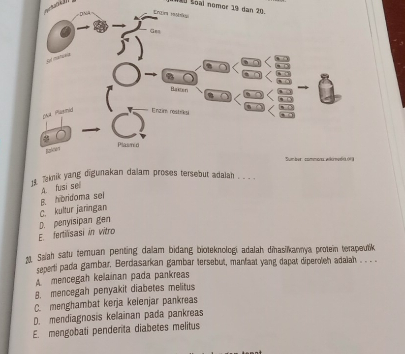 Perhatikål] ay soal nomor 19 dan 20.
19. Teknik yang digunakan dalam proses tersebut adalah . . . .
A. fusi sel
B. hibridoma sel
C. kultur jaringan
D. penyisipan gen
E. fertilisasi in vitro
20, Salah satu temuan penting dalam bidang bioteknologi adalah dihasilkannya protein terapeutik
seperti pada gambar. Berdasarkan gambar tersebut, manfaat yang dapat diperoleh adalah . . . .
A. mencegah kelainan pada pankreas
B. mencegah penyakit diabetes melitus
C. menghambat kerja kelenjar pankreas
D. mendiagnosis kelainan pada pankreas
E. mengobati penderita diabetes melitus