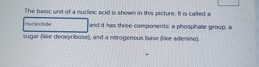 The basic unit of a nucleic acid is shown in this picture. It is called a 
nucleotide and it has three components: a phosphate group, a 
sugar (like deoxyribose), and a nitrogenous base (like adenine).