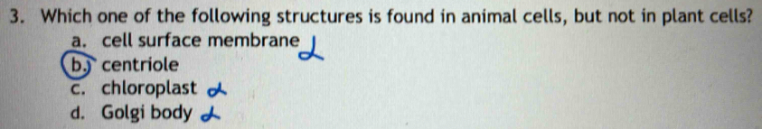 Which one of the following structures is found in animal cells, but not in plant cells?
a. cell surface membrane
b centriole
c. chloroplast
d. Golgi body