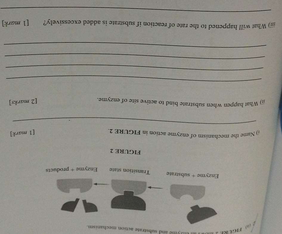 2 (a) FIGURE 2 suows au cuzyme and substrate action mechanism. 
Enzyme + substrate Transition state Enzyme + products 
FIGURE 2 
i) Name the mechanism of enzyme action in FIGURE 2. 
[1 mark] 
_ 
ii) What happen when substrate bind to active site of enzyme. 
[2 marks] 
_ 
_ 
_ 
_ 
iii) What will happened to the rate of reaction if substrate is added excessively? [1 mark] 
_