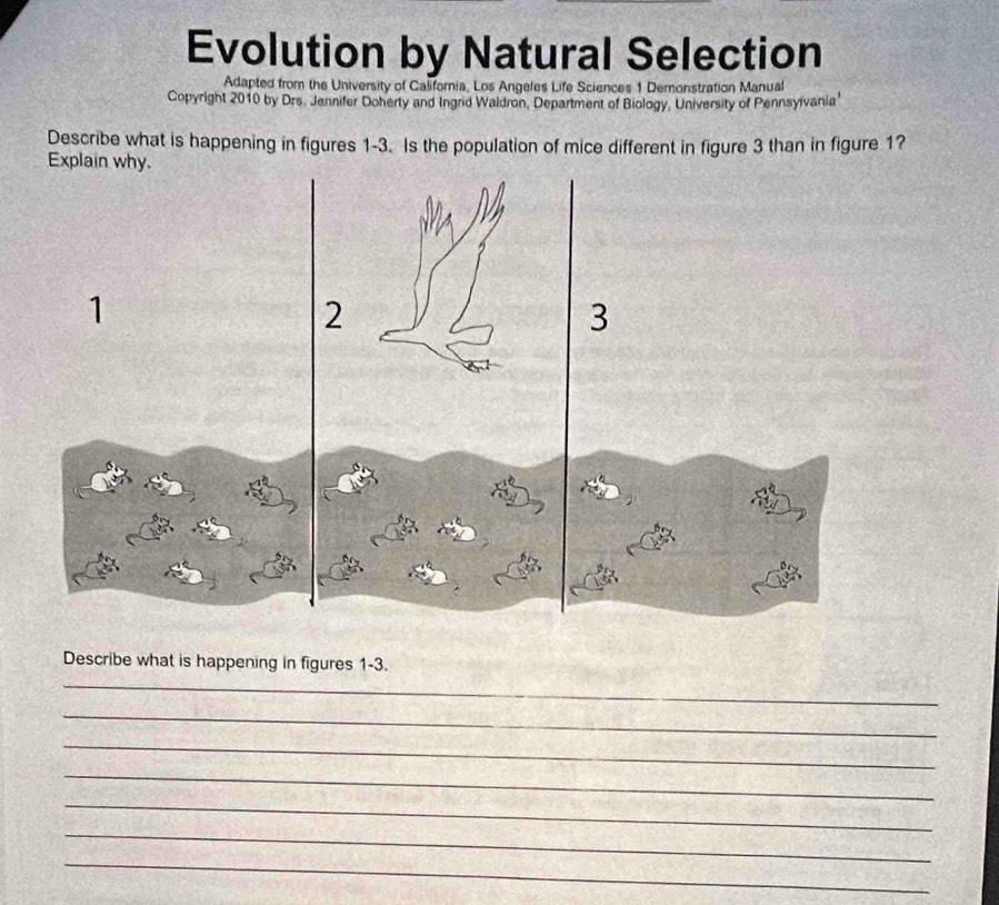 Evolution by Natural Selection 
Adapted from the University of California, Los Angeles Life Sciences 1 Demonstration Manual 
Copyright 2010 by Drs. Jennifer Doherty and Ingrid Waldron, Department of Biology, University of Pennsyivania 
Describe what is happening in figures 1-3. Is the population of mice different in figure 3 than in figure 1? 
Describe what is happening in figures 1-3. 
_ 
_ 
_ 
_ 
_ 
_ 
_