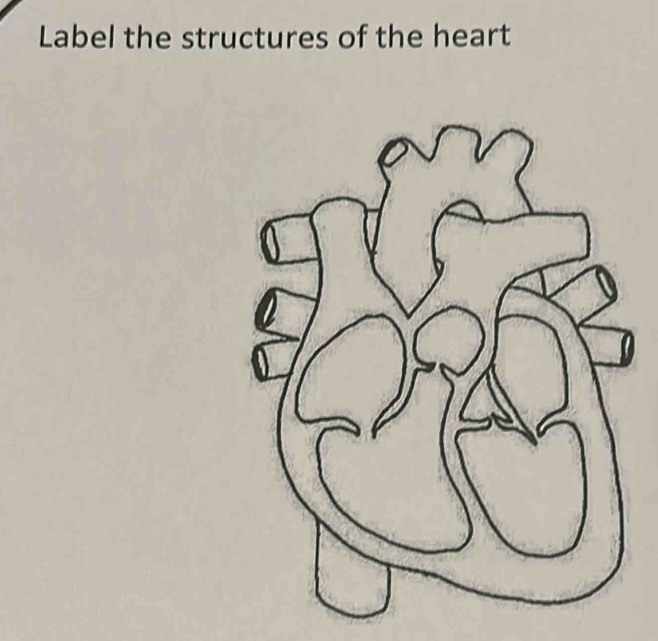 Label the structures of the heart