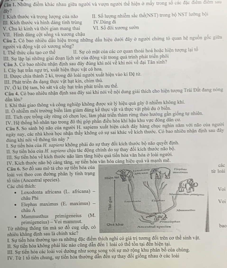Cầu 1. Những điểm khác nhau giữa người và vượn người thể hiện ở mấy trong số các đặc điểm điểm sau
đây?
1. Kích thước và trọng lượng của não II. Số lượng nhiễm sắc thể(NST) trong bộ NST lưỡng bội
II. Kích thước và hình dáng tinh trùng IV.Dảng đi
V. Chu kì kinh và thời gian mang thai VI. Số đôi xương sườn
VII. Hình dáng cột sống và xương chậu
Câu 2. Có bao nhiêu dầu hiệu trong những dầu hiệu dưới đây ở người chứng tỏ quan hệ nguồn gốc giữa
người và động vật có xượng sống?
I. Thể thức cấu tạo cơ thể II. Sự có mặt của các cơ quan thoái hoá hoặc hiện tượng lại tổ
III. Sự lặp lại những giai đoạn lịch sử của động vật trong quả trình phát triển phối
Câu 3. Có bao nhiêu nhận định sau đây đúng khi nói về khi nói về đại Tân sinh?
I. Cây hạt trần ngự trị, xuất hiện thực vật có hoa.
II. Được chỉa thành 2 kỉ, trong đó loài người xuất hiện vào kỉ Đệ tứ.
III. Phát triển đa dạng thực vật hạt kín, chim thủ.
IV. Ở kỉ Đệ tam, bò sát và cây hạt trần phát triển ưu thể.
Câu 4. Có bao nhiêu nhận định sau đây sai khi nói về nội dung giải thích cho hiện tượng Trái Đất đang nóng
dần lên?
I. Khí thải giao thông và công nghiệp không được xử lý hiệu quả gây ô nhiễm không khí.
II. Ô nhiễm môi trường biển làm giảm đáng kể thực vật và thực vật phù du ở biển.
III. Tích cực trồng cây rừng có chọn lọc, làm phát triển thảm rừng theo hướng gần giống tự nhiên.
IV. Hệ thống hồ nhân tạo trong đô thị góp phần điều hòa khí hậu khu vực đông dân cư.
Câu 5. So sánh bộ não của người H. sapiens xuất hiện cách đây hàng chục nghìn năm với não của người
ngày nay, các nhà khoa học nhận thấy không có sự sai khác về kích thước. Có bao nhiêu nhận định sau đây
đúng khi nói về thông tin này ?
I. Sự tiến hóa của H. sapiens không phải do sự thay đổi kích thựớc bộ não quyết định.
II. Sự tiến hóa của H. sapiens chịu tác động chính do sự thay đổi kích thước não bộ.
III. Sự tiến hóa về kích thước não làm tăng hiệu quả tiến hóa văn hóa ở loài người.
IV. Kích thước não bộ cảng tăng, sự tiến hóa văn hóa càng hiệu quả và mạnh mẽ.
các
Câu 6. Sơ đồ sau mô tả cho sự tiến hóa củ
loài voi theo con đường phân ly tính trạngtừ loài
tổ tiên (Ancestral species). 
Các chú thích:Voi
Loxodonta africana (L. africana) 
châu Phi
Elephas maximus (E. maximus) Voi
châu Á
Mammusthus primigeneius (M
primigeneius) - Voi mammut.
Từ những thông tin mà sơ đồ cug cấp, cbao
nhiêu khẳng định sau là chính xác?
I. Sự tiến hóa thường tạo ra những đặc điểm thích nghi có giá trị tương đổi trên cơ thể sinh vật.
II. Sự tiến hóa không phải lúc nào cũng dẫn đến 1 loài có thể tồn tại đến hiện tại.
III. Sự tiến hóa các loài voi dường như song song với sự mở rộng khu phân bố của chúng.
IV. Từ 1 tổ tiên chung, sự tiến hóa thường dẫn đến sự thay đổi giống nhau ở các loài
