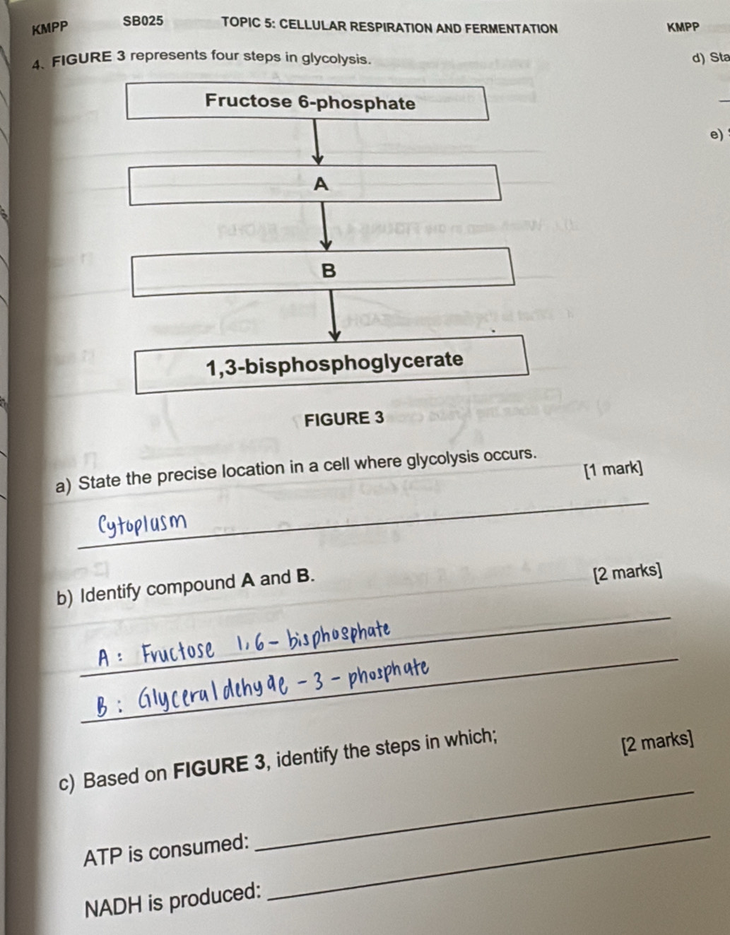 SB025 TOPIC 5: CELLULAR RESPIRATION AND FERMENTATION 
KMPP KMPP 
4、 FIGURE 3 represents four steps in glycolysis. d) Sta 
Fructose 6-phosphate 
_ 
e) 
A 
B
1,3 -bisphosphoglycerate 
FIGURE 3 
[1 mark] 
_ 
a) State the precise location in a cell where glycolysis occurs. 
b) Identify compound A and B. 
[2 marks] 
_ 
_ 
c) Based on FIGURE 3, identify the steps in which; 
[2 marks] 
ATP is consumed: 
_ 
NADH is produced: 
_