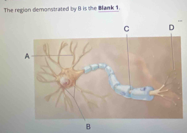 The region demonstrated by B is the Blank 1. 
.