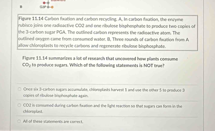 G3P ●
Figure 11.14 Carbon fxation and carbon recycling. A, In carbon fxation, the enzyme
rubisco joins one radioactive CO2 and one ribulose bisphosphate to produce two copies of
the 3 -carbon sugar PGA. The outlined carbon represents the radioactive atom. The
outlined oxygen came from consumed water. B, Three rounds of carbon fixation from A
allow chloroplasts to recycle carbons and regenerate ribulose bisphosphate.
Figure 11.14 summarizes a lot of research that uncovered how plants consume
CO_2 to produce sugars. Which of the following statements is NOT true?
Once six 3 -carbon sugars accumulate, chloroplasts harvest 1 and use the other 5 to produce 3
copies of ribulose bisphosphate again.
CO2 is consumed during carbon fxation and the light reaction so that sugars can form in the
chloroplast.
All of these statements are correct.