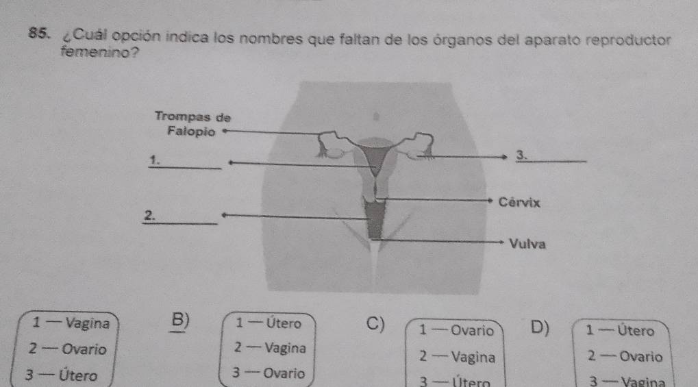 ¿Cuál opción indica los nombres que faltan de los órganos del aparato reproductor
femenino?
1 — Vagina B) 1 — Útero C) 1 — Ovario D) 1 — Útero
2 — Ovario 2 — Vagina 2 — Vagina 2 — Ovario
3 — Útero 3 - Ovario 3 - Úter 3 − Vagina