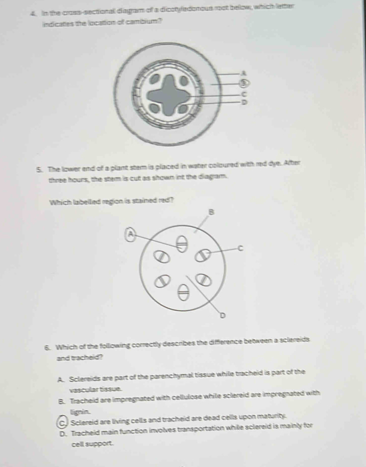 In the cross-sectionall diegram of a dicotyledonous root below, which letter
indicates the location of cambium?
5. The lower end of a plant ster is placed in water coloured with red dye. After
three hours, the stem is cut as shown int the diagram.
Which labellied region is stained red?
6. Which of the following correctly describes the difference between a sclereids
and tracheid?
A. Sclereids are part of the parenchymal tissue while tracheid is part of the
vascular tissue.
B. Tracheid are impregnated with cellulose while sclereid are impregnated with
lignin.
C. Sclereid are living cells and tracheid are dead cells upon maturity.
D. Tracheid main function involves transportation while sclereid is mainly for
cell support.